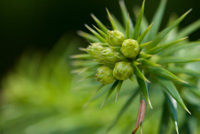 Cunninghamia lanceolata - ostrolistec kopinatý - pupeny